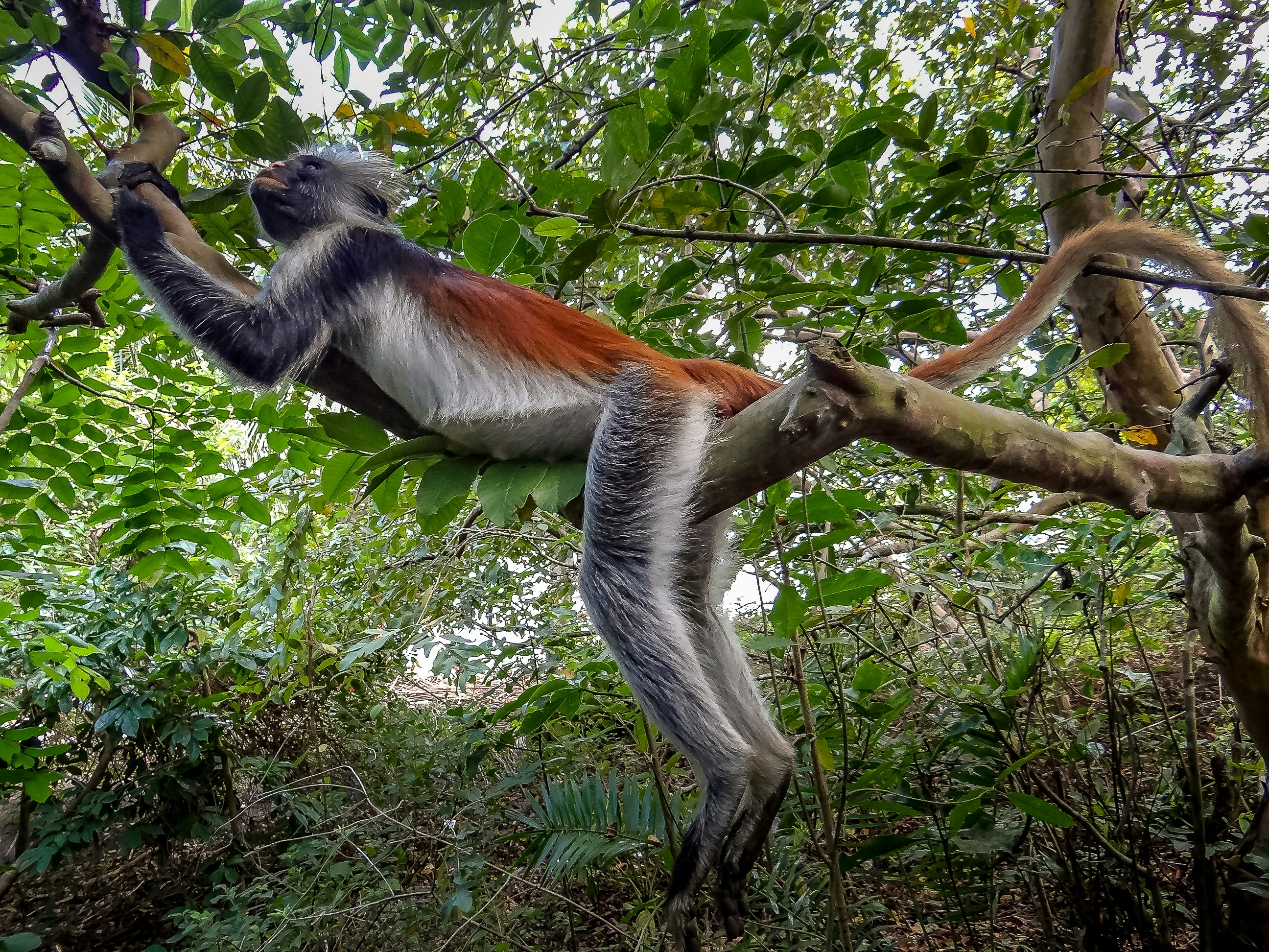 Colobus monkey-Jozani forest